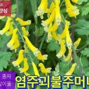 염주괴불주머니_열매 속에 씨가 1줄‪ 이미지