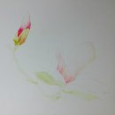 보태니컬 아트 이미지