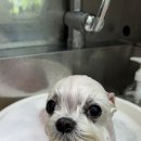 몽글댕글 이미지