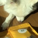 위대한견생 이미지