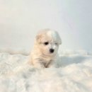 꼬똥켄넬 | 꼬똥 드 툴레아 켄넬 추천 대기기간 분양 후기