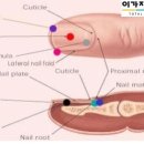 연이,네일