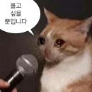 청춘꽈배기 순천본점 | [순천] 노랑고래 본점, 노랑고래 꽈배기 맛 비교해봄