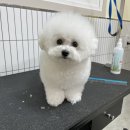 오마이퍼피 이미지