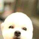 보라애견미용실 이미지