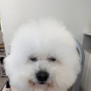 그루머제인 이미지