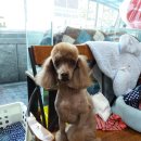 더 도그맘 이미지