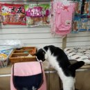 야옹동물병원 이미지