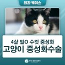 고양이 수컷 중성화 수술, 가이드동물의료센터 4살 밀O 수술 후기