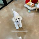 내일더예쁘개 이미지