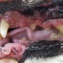 동물병원 이야기 이미지