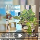 정아 켄넬 네이버블로그