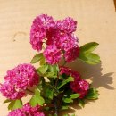 성목목장 이미지