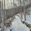 자작나무 | 인제 펜션 자작나무 숲 근처 숙소 '굿모닝 펜션' 후기, 계곡을 품은 힐링 명당!