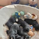 태원켄넬 이미지