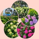 울긋불긋 오색향연 송림공원 ‘바다 수국길’ 이미지