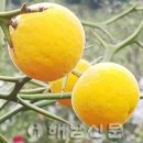 탱자나무의 명예회복 이미지