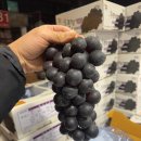 골드샤인 이미지