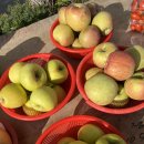 거창스포츠파크 | [거창 여행] 태어나서 씨름대회 직관은 처음: 대통령배 2025 전국씨름왕 선발대회 (feat. 가을단풍...