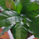 예쁜커피나무 이미지