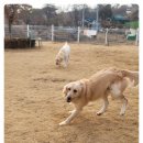 다산 애견훈련소 이미지