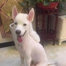 강아지 미용 이미지