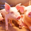 부농축산 이미지