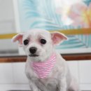 뽀삐살롱 이미지