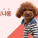 스타일펫 이미지