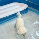 월 스트리트 애견유치원 이미지