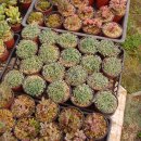 들녘농장 이미지