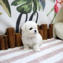 행복한 강아지 이미지