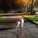 슈슈댕