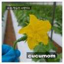 동포초등학교 병설유치원 이미지