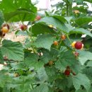 왕눈이농장 이미지