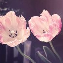 미니정원 이미지