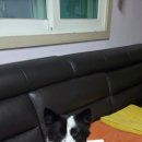 샤워하시개 이미지