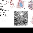 4월_23일(목):(조직학강의) 소화관 Alimentary tract 3부 이미지