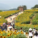300만 해바라기꽃 향연, 함안 강주해바라기 축제는 9월 30일 까지 이미지