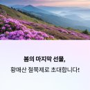 진주성매점 | 황매산 철쭉제 5월 중순까지! 합천 진주 여행 가볼만한곳