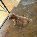 양화진 골프 | 오랜만에 러닝