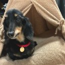 모모펫 | [일상] 🐶 너무 귀엽고 퀄리티 좋은 강아지 인식표 목걸이 내돈내산 후기 “모모펫”🐾