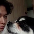 애일