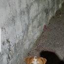 교촌길 노트펫