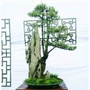 분재전시회 이미지