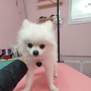 DOG LOVE WITH 란 이미지