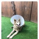 365 신원당 동물병원 이미지