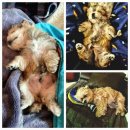 독한마캣 이미지