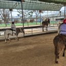 홍천동키마을 | 강원도 홍천 동키마을 방문 후기 🏇🐴