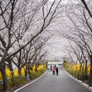 돌산 티스토리